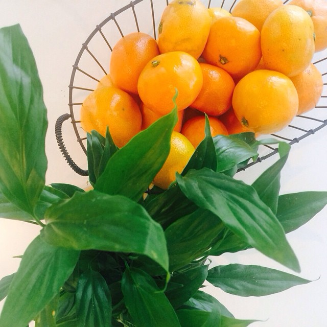 현서귤#귤#화분#mandarin#tangerine#plant