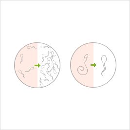 세포 일러스트 03